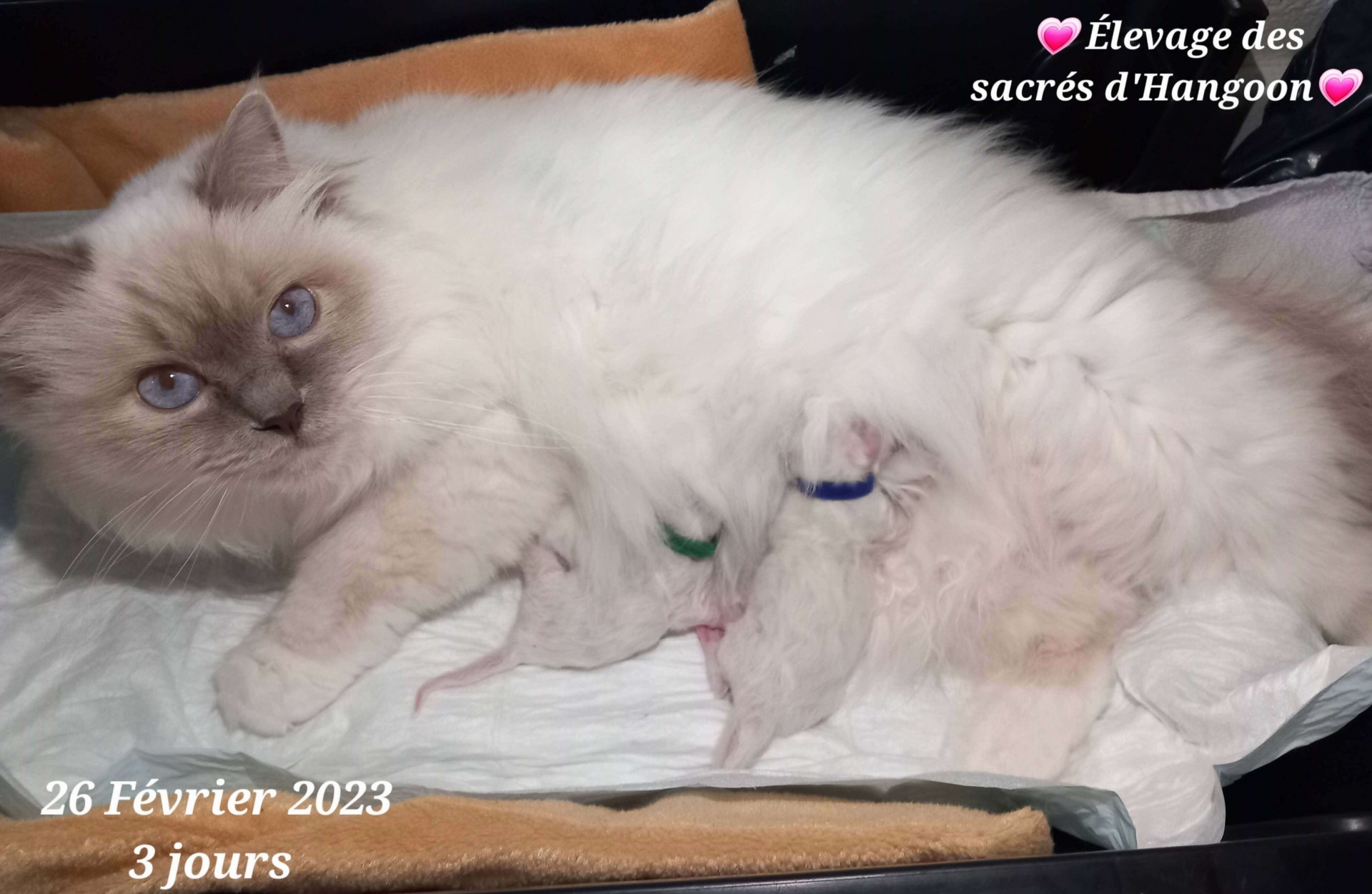 chaton nés le 24 février 2023