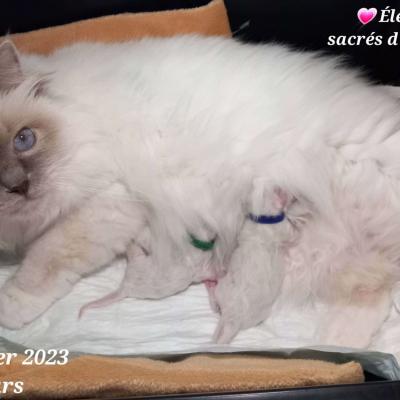 chaton nés le 24 février 2023